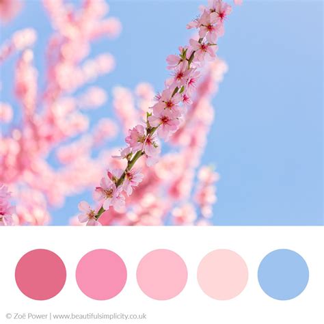 Cherry Blossom Warm Pink Colour Palette Aqua Color Palette Spring