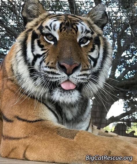 Tiger Blep In 2020 Big Cat Rescue Big Cats Wild Cats