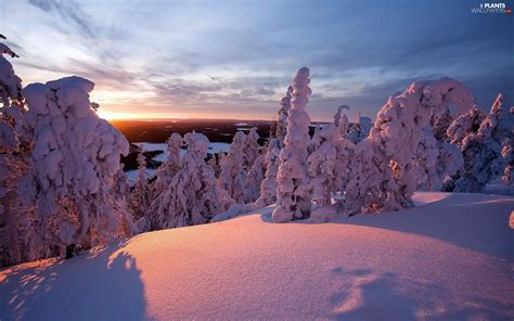Viewes Great Sunsets Snowy Trees Winter Plants Wallpapers 1920x1200