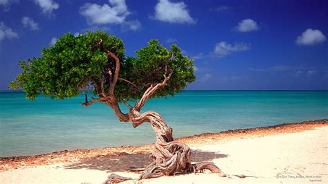 Divi Divi Tree On An Aruba Beach Oceans Beaches Nature Aruba Trees