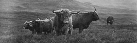 Tour Scotland Photographs Old Photograph Highland Cows Perthshire Scotland