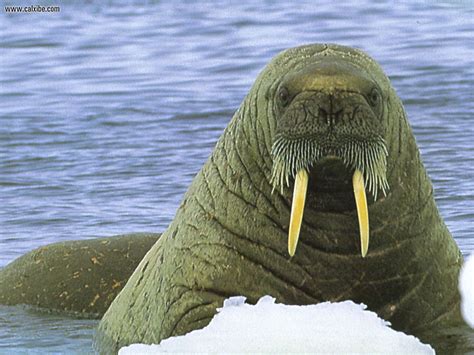 Encyclopedia Of Animal Facts And Pictures Walrus