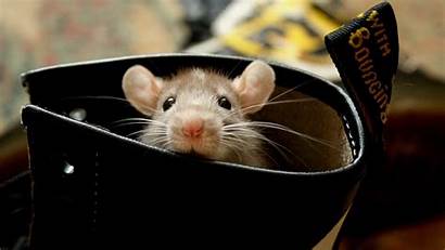 Rat Hamster Rodent Background 1080p