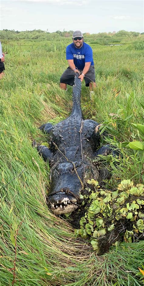 Wild Alligator Hunt Fl Trips4trade