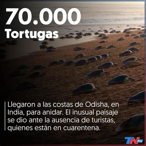 Miles de tortugas anidaron en playas vacías por la cuarentena en la