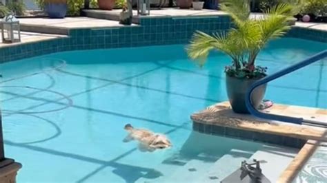 elle filme son chien dans une piscine 15 millions d internautes restent bouche bée