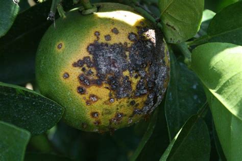 Fight Over Citrus Canker Payments May Resume Tribunedigital Sunsentinel