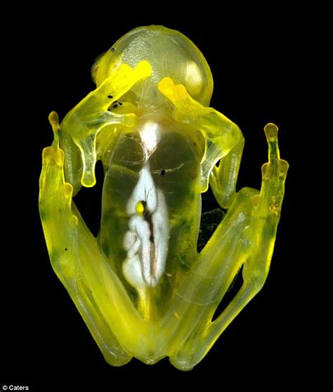 Glass Frog The Astonishing Transparent Frogs Of Costa Ricas Cloud