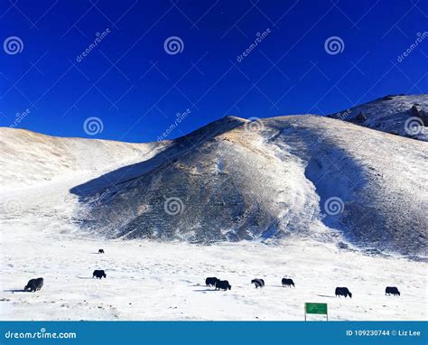 Snow Grassland In Winter Stock Photo Image Of Grasslands 109230744