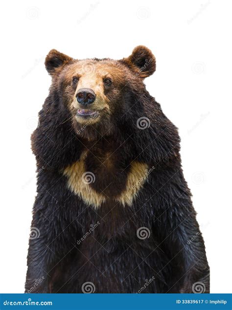 Isolated Bear Stock Image Image Of Head Camera Studio 33839617