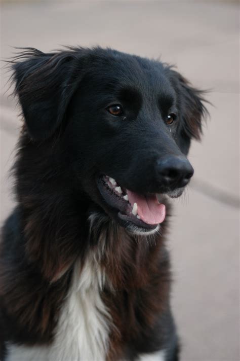 79 Black Irish Setter Border Collie Mix L2sanpiero