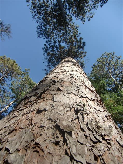 Minnesota Designated The Red Pine Or Norway Pine Pinus Resinosa As