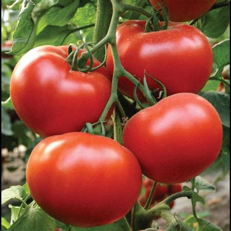 Tomato President F1 Hybrid Seeds Non Gmo For Planting 204586 Etsy