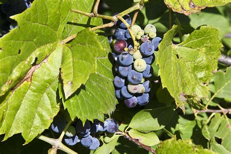 Minnesota Seasons Wild Grape