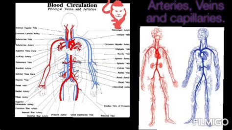Arteries Veins And Capillaries Youtube