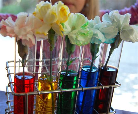 Experiment With Rainbow Colored Flowers And Celery