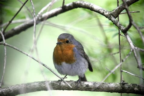 Ptice Navdušujejo Tudi če Ne Slišimo Njihovega Petja