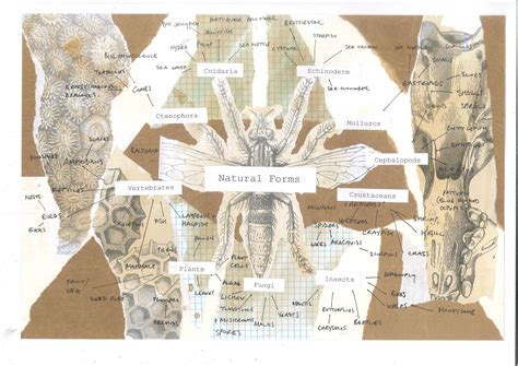 Example Of Creative Presentation Of A Mind Map Focusing On Natural Forms Gcse Art Sketchbook
