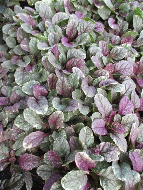 Bugleweed Ajuga Rotary Botanical Gardens