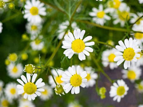 Long, oblong leaves in opposite pairs. White and Yellow Flowers - MMT
