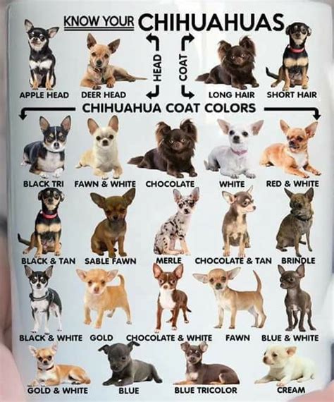 Chihuahua Types Chart Pets Lovers
