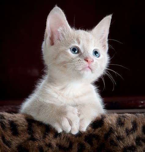 Cat Kitten Pet Free Stock Photo On Pixabay Pixabay