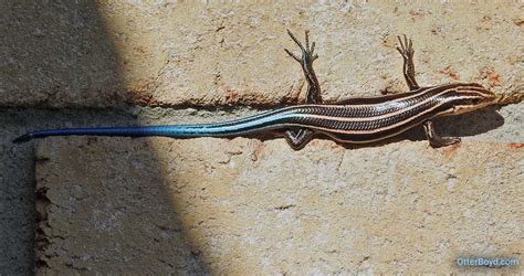 American Five Lined Skink Otter Boyd