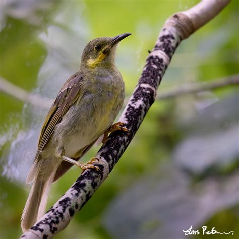 Polynesian Wattled Honeyeater Samoa Bird Images From Foreign Trips