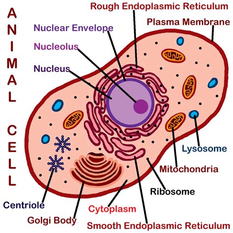 Animal cell diagram for kids labeled. The best free Labeled drawing images. Download from 232 ...