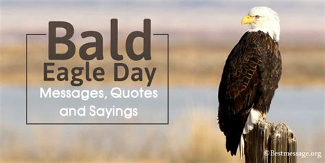 Bald Eagle Day Messages Bald Eagle Quotes And Sayings