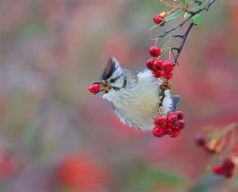 Instagram photo by 陳承光 Oct 11 2019 at 6 53 AM Bird photography