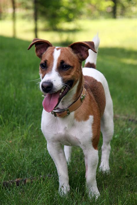 Filejack Russell Terrier 1 Wikimedia Commons