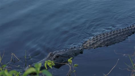 American Alligator In Louisiana Swamp Image Free Stock Photo Public
