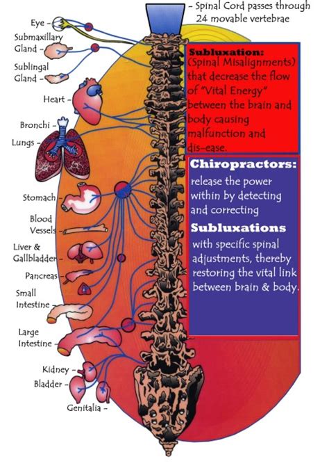 Chiropractic Subluxation Monterey Bay Holistic Alliance