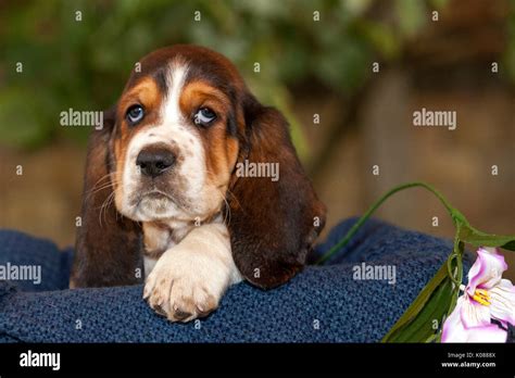 Gently Basset Hound Puppy With Sad Eyes Sitting On A Blanket Stock