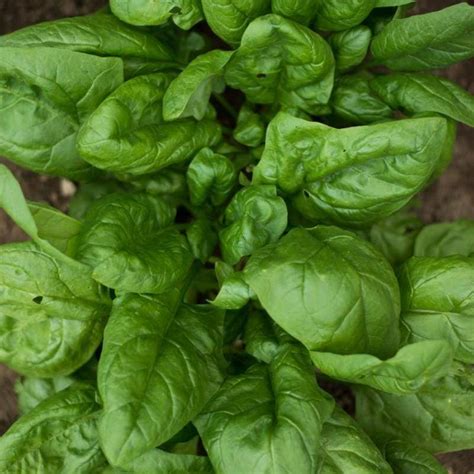 Space Spinach F1 Hybrid 41 Days