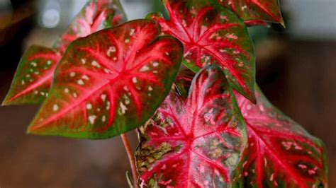 Caladium Red Flash Care Detailed Out