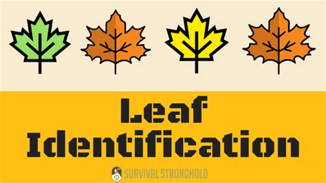 Leaf Identification Infographic Survival Stronghold