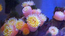 浸大发现三个石珊瑚新物种 意味着什么？ - 知乎