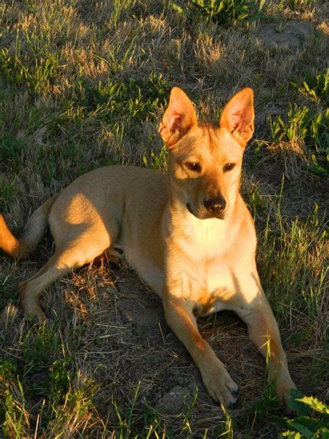 Carolina Dog Info Temperament Puppies Training Pictures