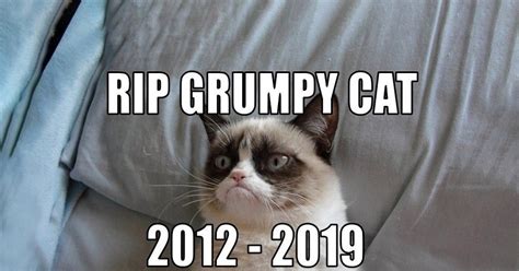 Grumpy Cat Has Passed Away At The Age Of Seven
