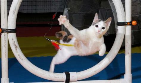 7 Great Reasons Why You Should Be Doing Cat Agility Training Petcarerx