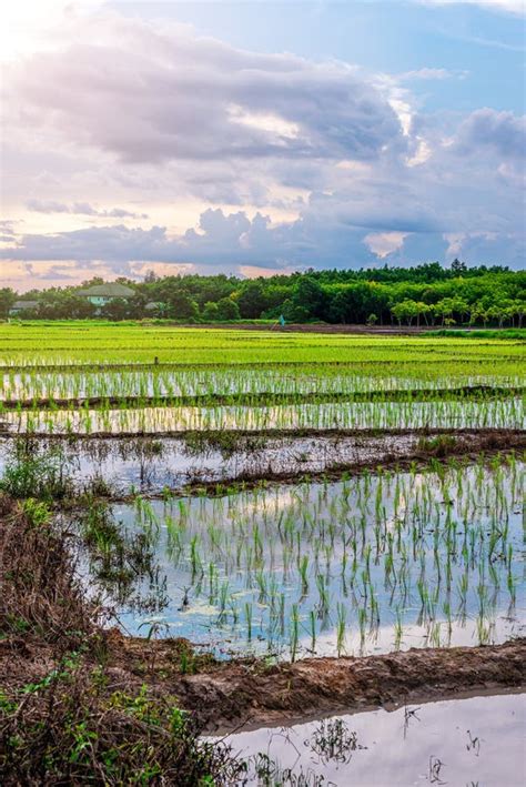 Rice Field Agriculture Paddy With Sky Sunrise Or Sunset Stock Photo