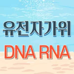 크리스퍼 유전자가위 DNA RNA 골드머니 블로그