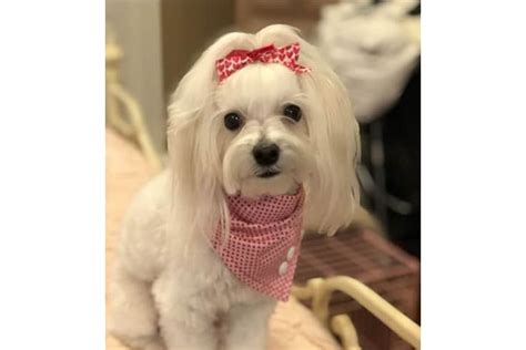 29 Cute Maltipoo Haircut Ideas All The Different Types And Styles