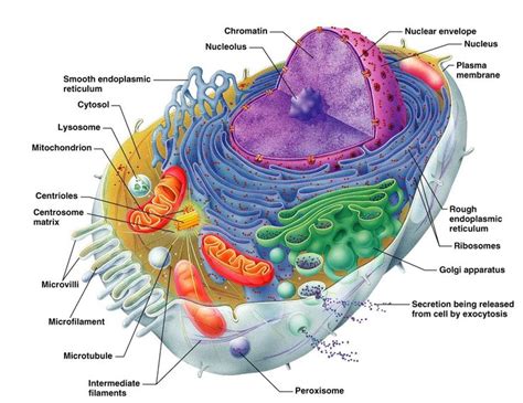 Human Cell Anatomy And Organels Diagram