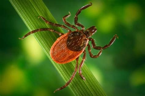 Tick Caused Meat Allergy On The Rise In The United States Pulmonology