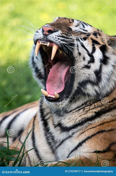 Tiger Baring Teeth Stock Image Image Of Carnivore Endangered 27078977