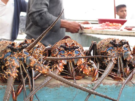 Lobsters Season In Galapagos Islands 2022 Roveme