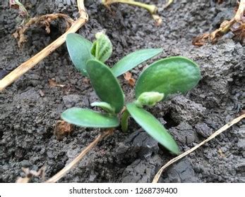 Grow Bean Plant Stock Photo Shutterstock